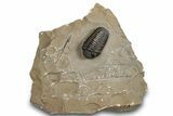 Very Nice Morocops Trilobite - Foum Zguid, Morocco #261845-3